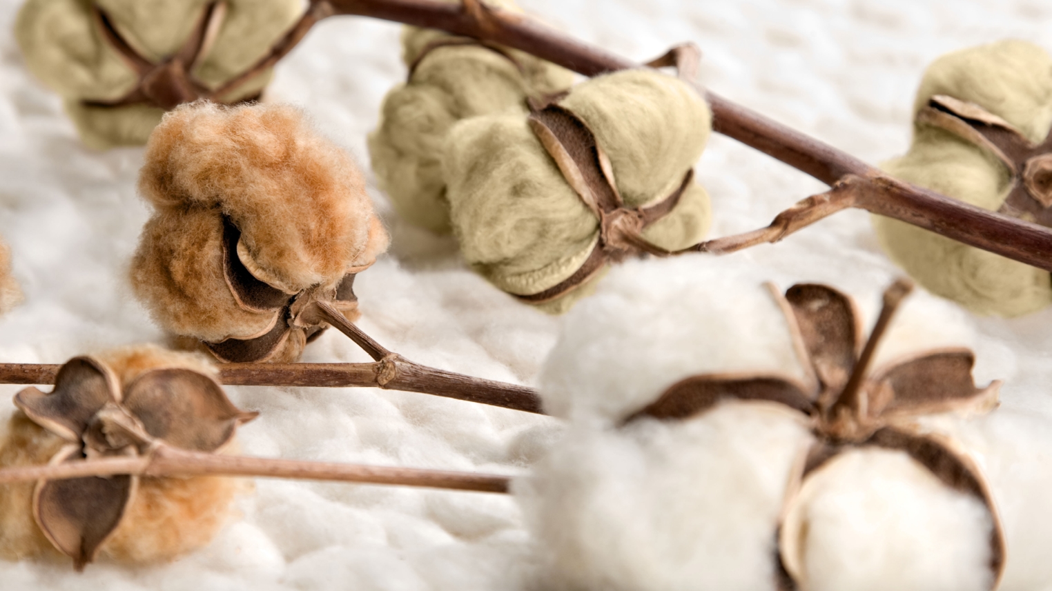Baby Cotton Naturally - Nyhed fra LANG! Baby Cotton Naturally - Nyhed fra LANG!
